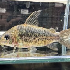 コリドラス　パンタナルエンシス　オス　ブリード　２０２５年８月入荷！！