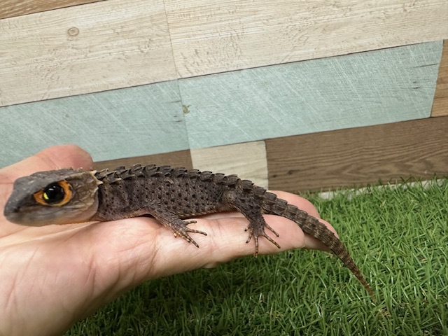 アカメカブトトカゲ