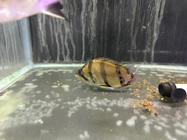 フォーバンドダトニオ