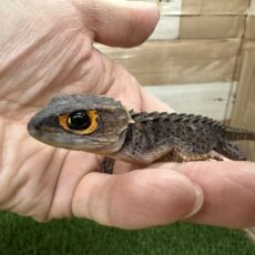 アカメカブトトカゲ　目の周りがオレンジ色が可愛い💛