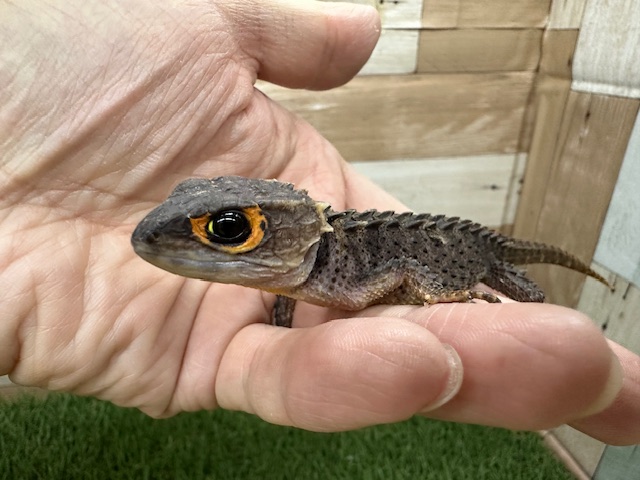 アカメカブトトカゲ　目の周りがオレンジ色が可愛い💛
