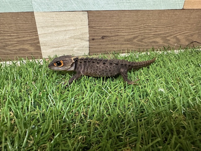 アカメカブトトカゲ