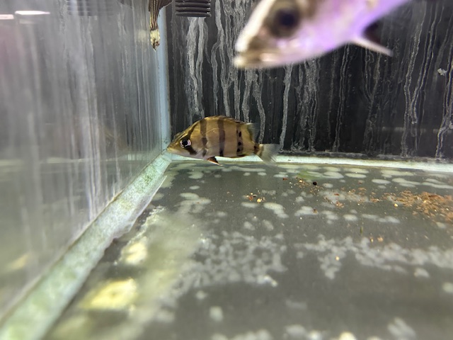 フォーバンドダトニオ