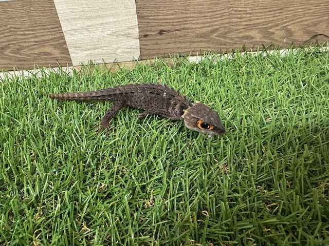 アカメカブトトカゲ