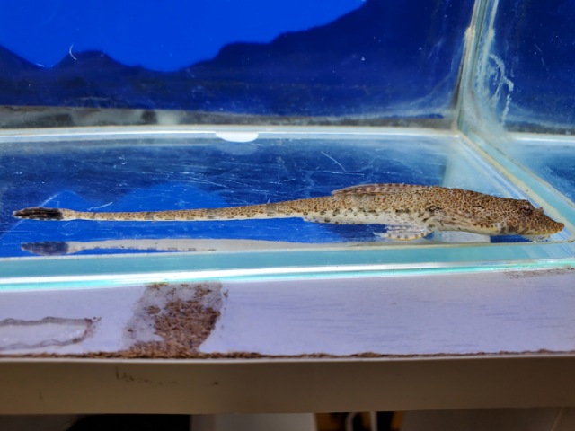 ロリカリアsp.
