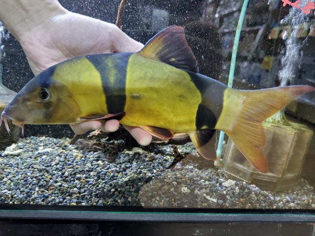 クラウンローチ