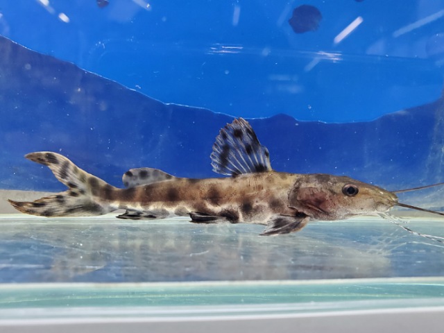 ピンタードsp.
