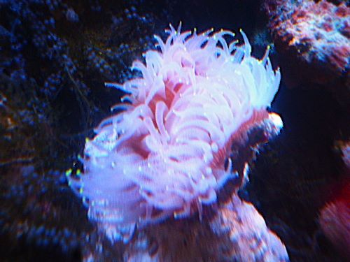 ウチウラタコアシサンゴ　ホワイト　２０２５年９月４日撮影