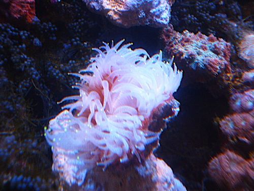 ウチウラタコアシサンゴ