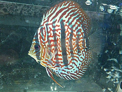 ヘッケルクロス・ディスカス