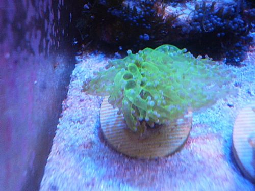 タコアシサンゴ