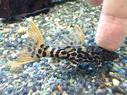 タイタニックトリムプレコ