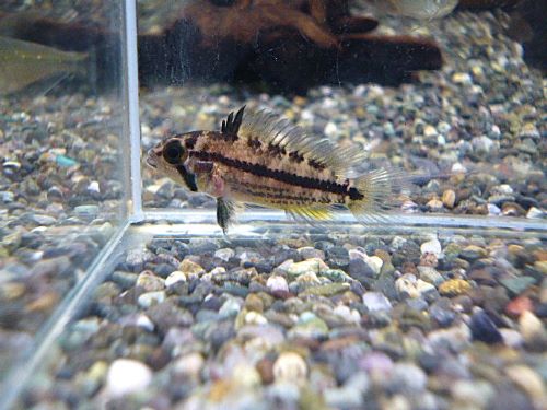 カカトオイデス