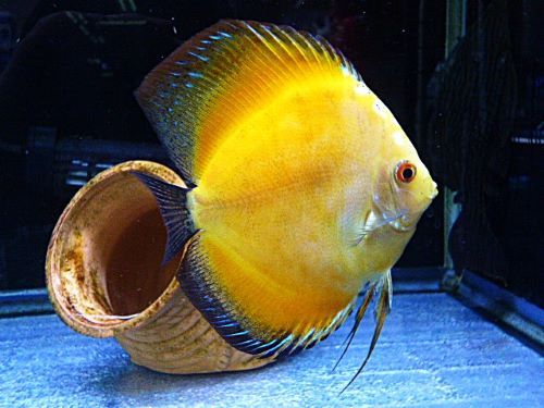 イエローダイヤ・ディスカス