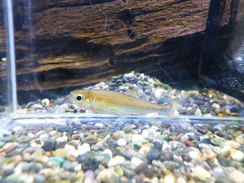 シャイニングブルーチェリーコンゴテトラ
