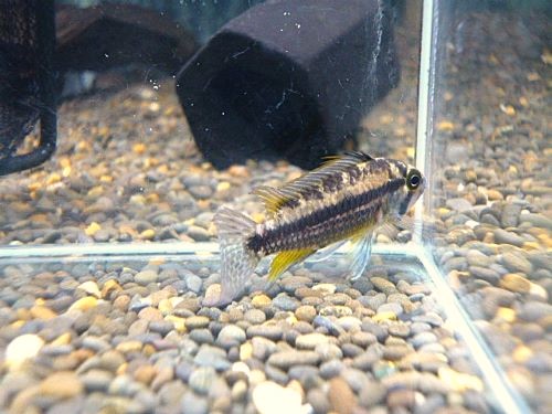 カカトオイデス
