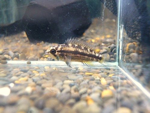 カカトオイデス