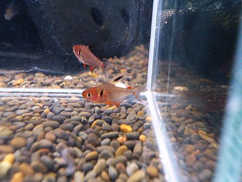 ファイヤーファントムテトラ