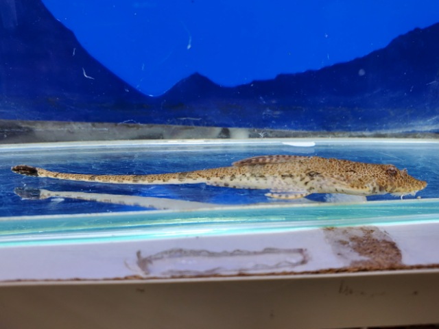 ロリカリアsp.