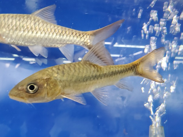 ファイヤーリップマハシール　2025年6月入荷！