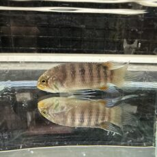 イバナカラ　アドケタ　ペア　２０２５年８月入荷！！