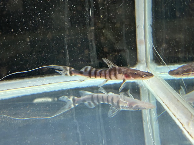 ゼブラキャット