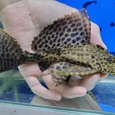 アカリボルダード　カイクビ　1　2025年10月入荷！