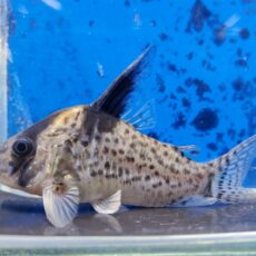 コリドラス　ショートノーズキンチャン　ロンドニア　2　2025年10月入荷！