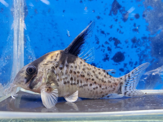 コリドラス　ショートノーズキンチャン　ロンドニア　2　2025年10月入荷！