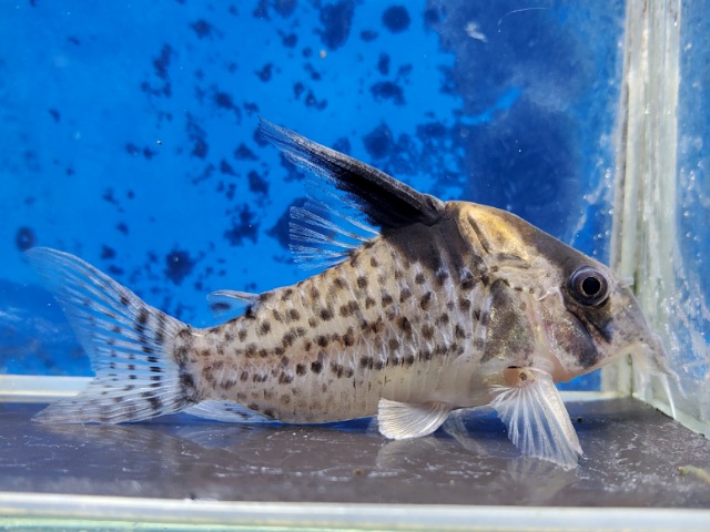 コリドラス　ショートノーズキンチャン