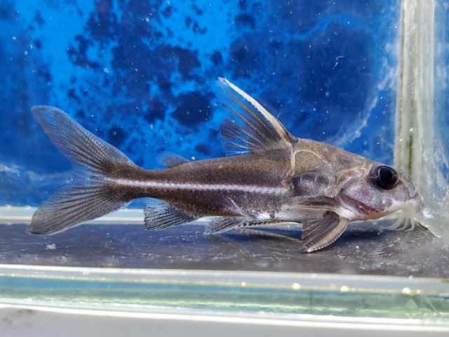 ネマドラスsp.