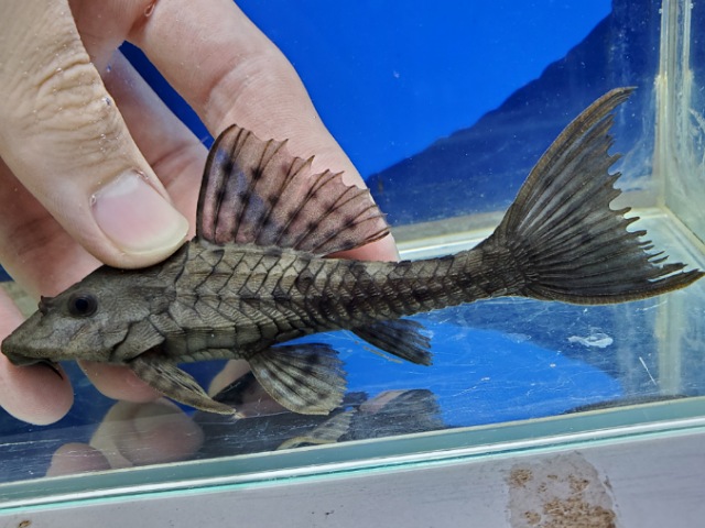 アーマードプレコ