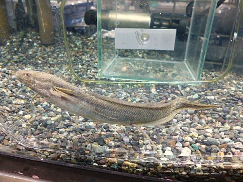 プロトプテルス　アンフィビウス