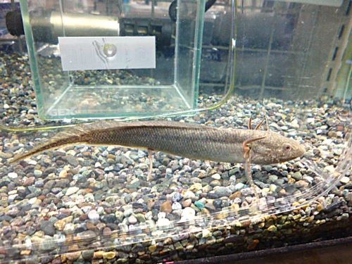 プロトプテルス　アンフィビウス