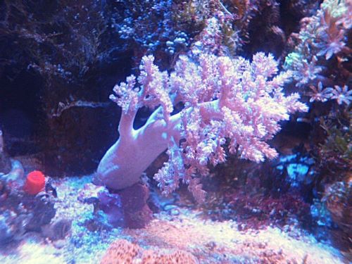 チヂミトサカ
