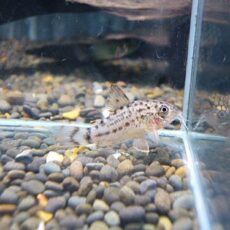 コリドラス　クナーキー②　２０２５年１０月１４日入荷