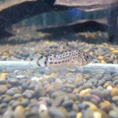 コリドラス　クナーキー③　２０２５年１０月１４日入荷