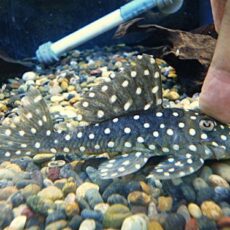 ブラックウィズホワイトカイザープレコ①　２０２５年１０月４日入荷