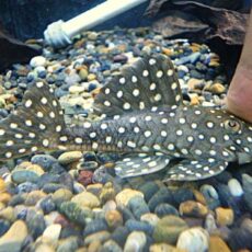 ブラックウィズホワイトカイザープレコ②　２０２５年１０月４日入荷