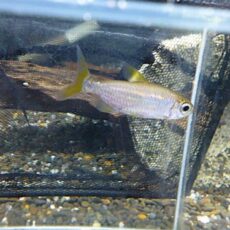 レインボーコンゴテトラ　ペア　２０２５年９月３０日入荷