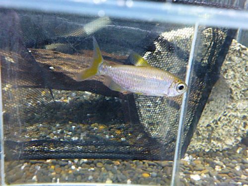 レインボーコンゴテトラ　ペア　２０２５年９月３０日入荷