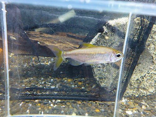 レインボーコンゴテトラ