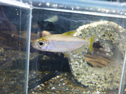 レインボーコンゴテトラ