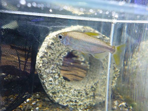 レインボーコンゴテトラ ペア 2025年9月30日入荷 レインボーコンゴテトラ