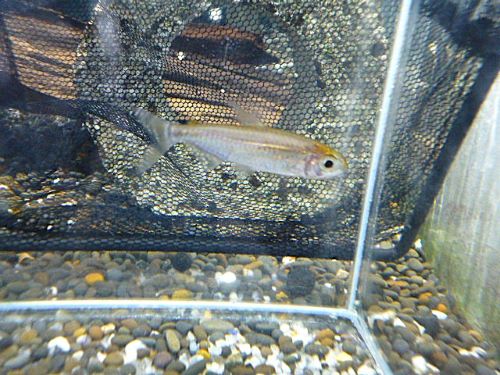 レインボーコンゴテトラ ペア 2025年9月30日入荷 レインボーコンゴテトラ