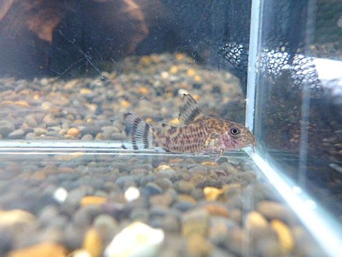 コリドラス　ニューゼブリーナ