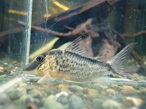 コリドラス　ナルキッスス　２０２５年１０月７日入荷