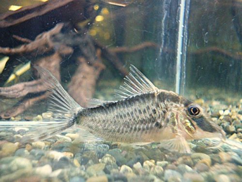 コリドラス　ナルキッスス