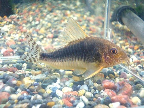 コリドラス　ゴッセイ