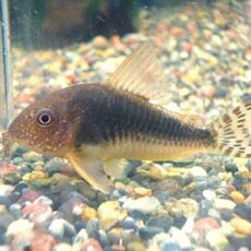 コリドラス　ゴッセイ　２０２５年１０月２５日入荷